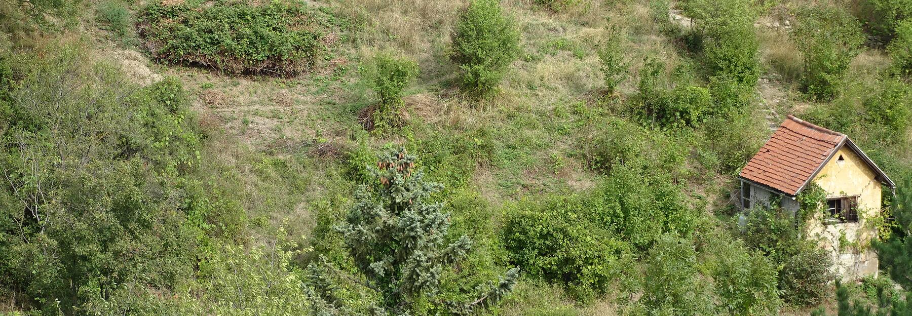 Biodiversitäts-Hotspot in Döbling