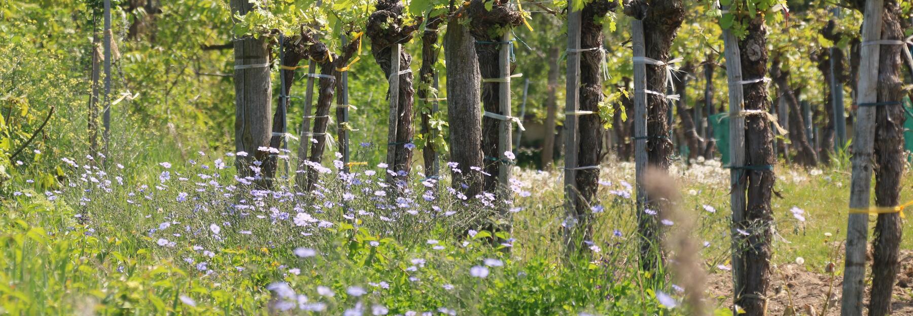 Blühsaum im Weingarten mit Neuntöter
