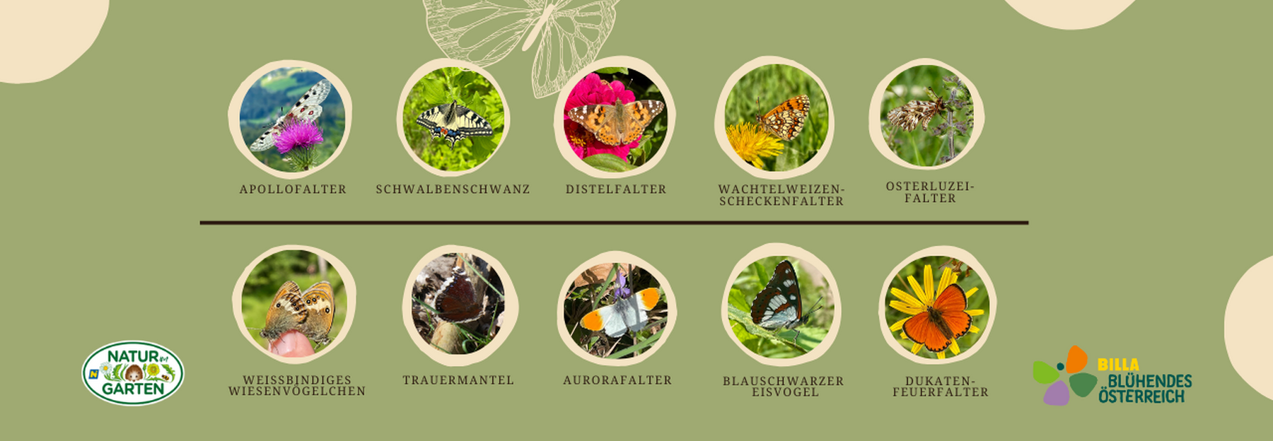 Voting zum Schmetterling des Jahres 2025