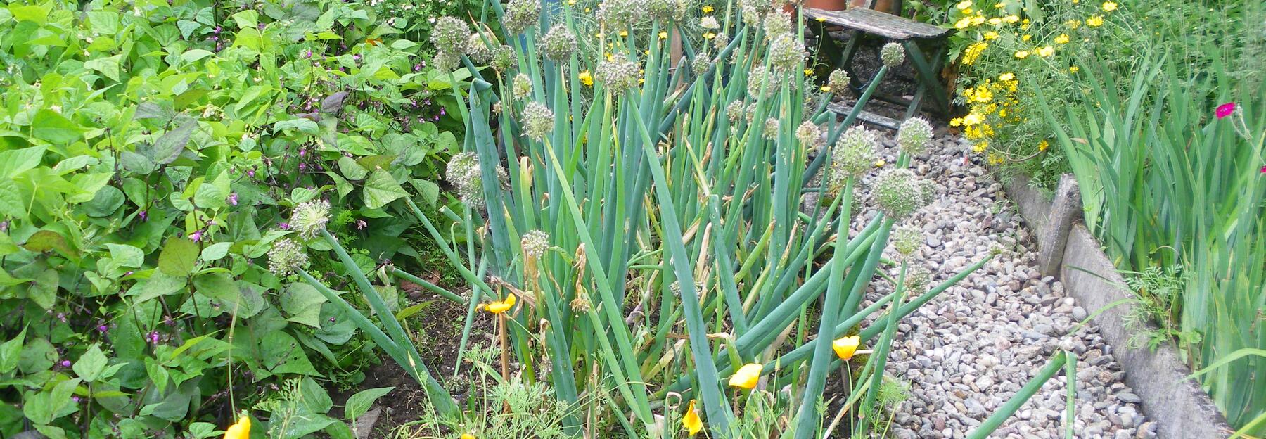Gelber Mohn und Heckenzwiebel