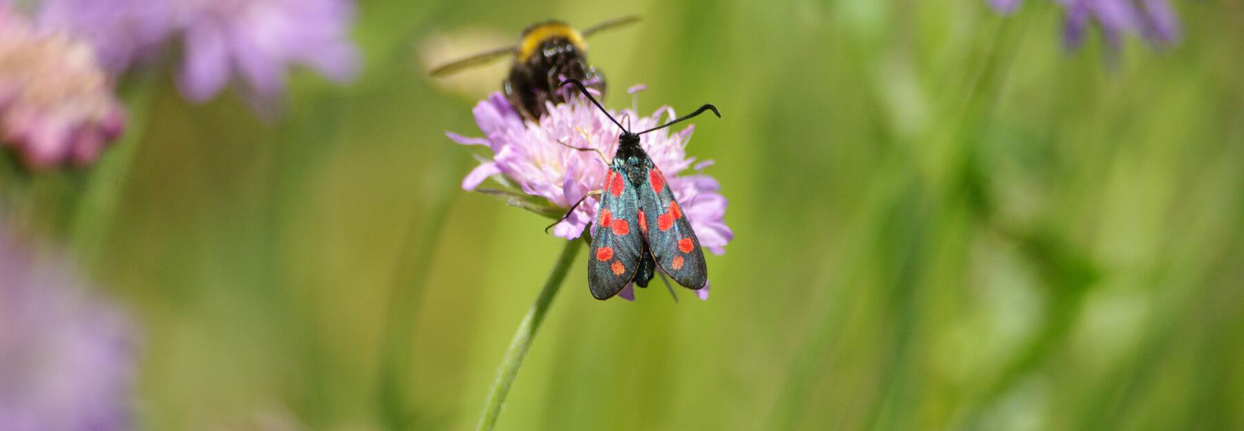 Hummel und Falter