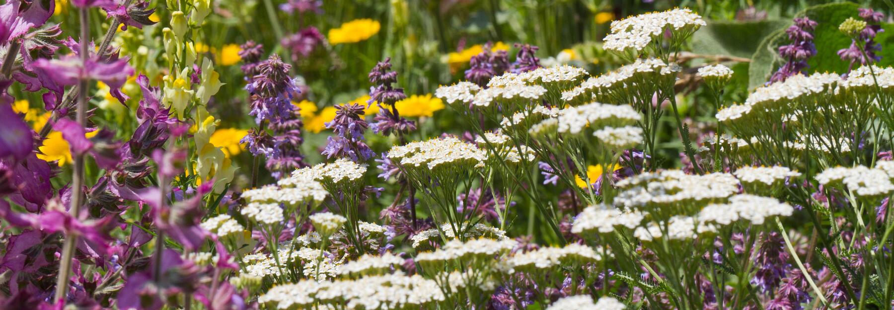 Blumenwiese