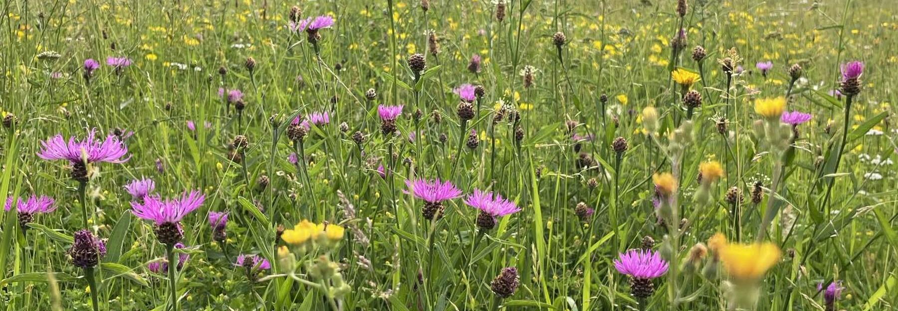 Blumenwiese