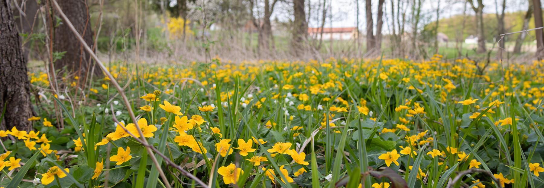 Naturnaher Auwald