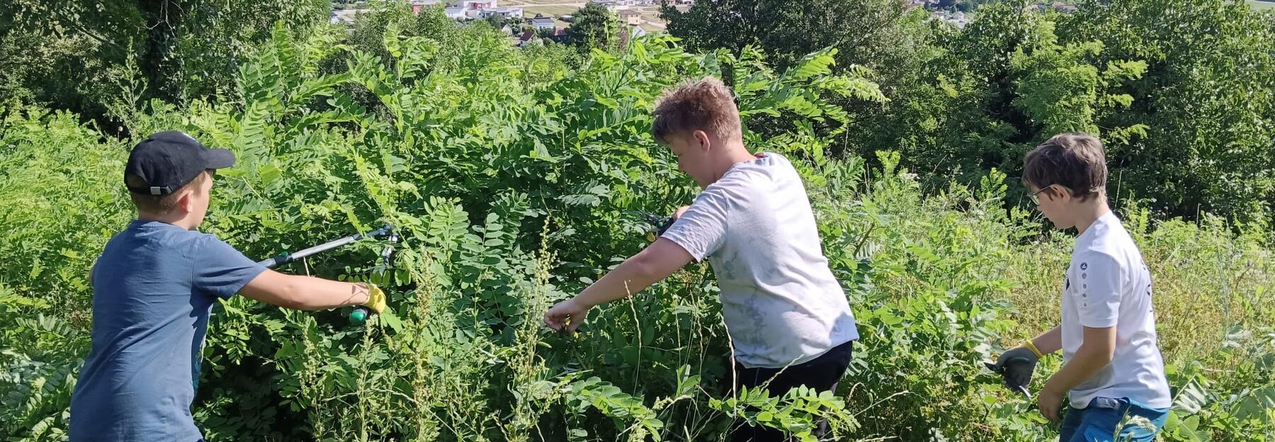 Trockenrasenpflege im Juli