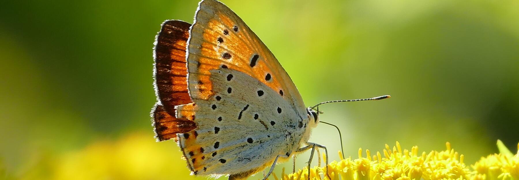 Schmetterling auf gelber Blume