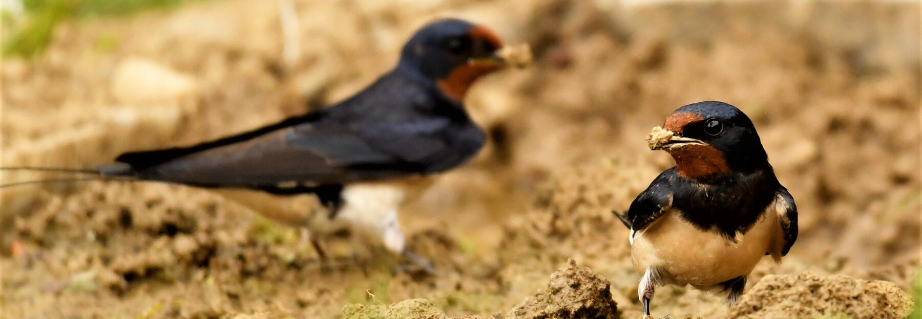 Zwei Vögel sitzen auf erdigem Boden und sammeln Lehm für ihr Nest 