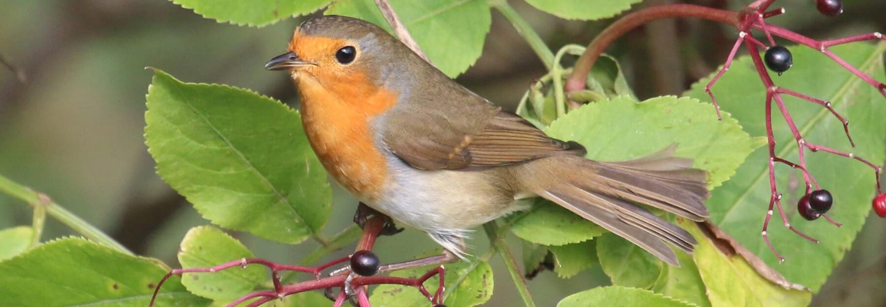 Ein Vogel mit rotem Bauch auf einem grünen Ast mit dunklen Beeren