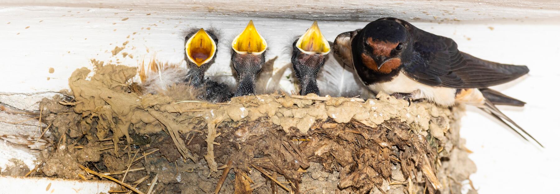 Schwalben im Nest 