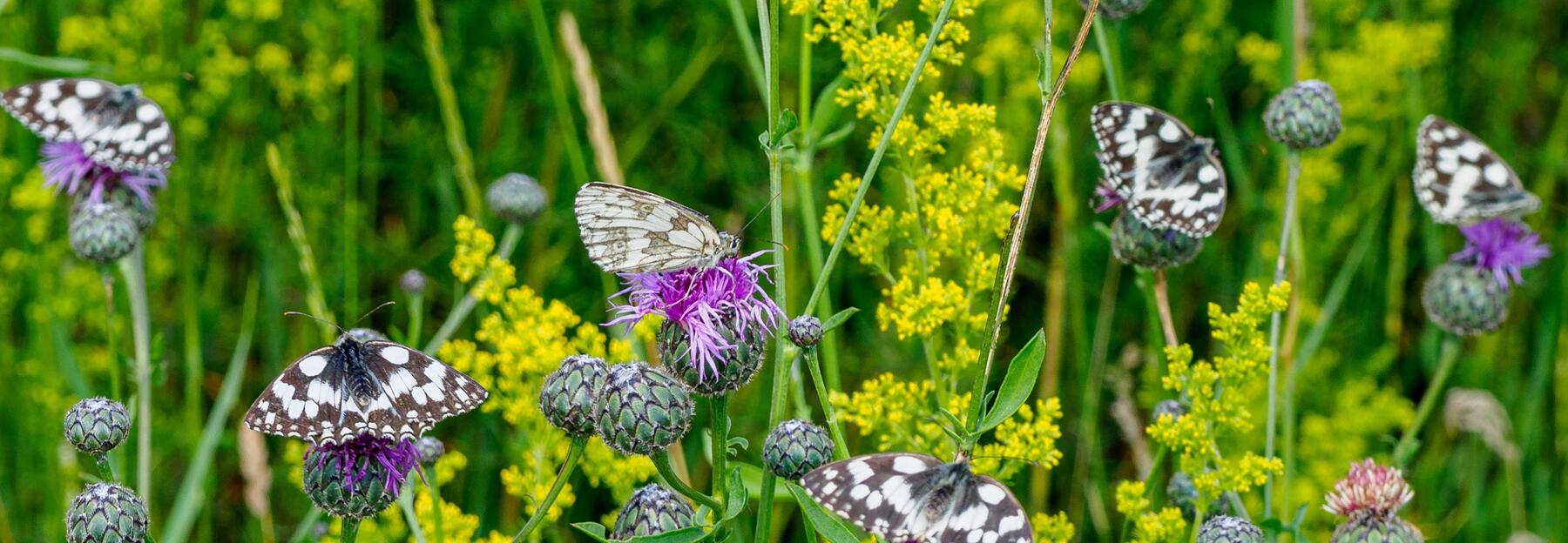 Schmetterlinge auf Pflanzen
