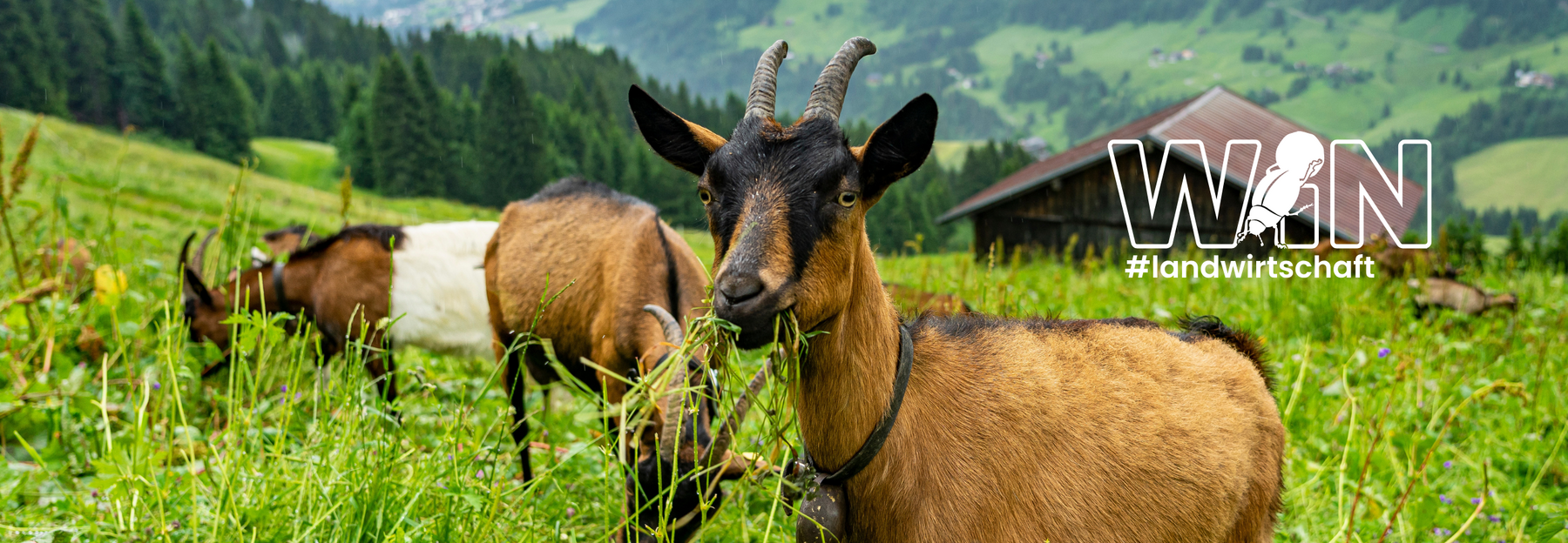 Ziege auf Bergwiese