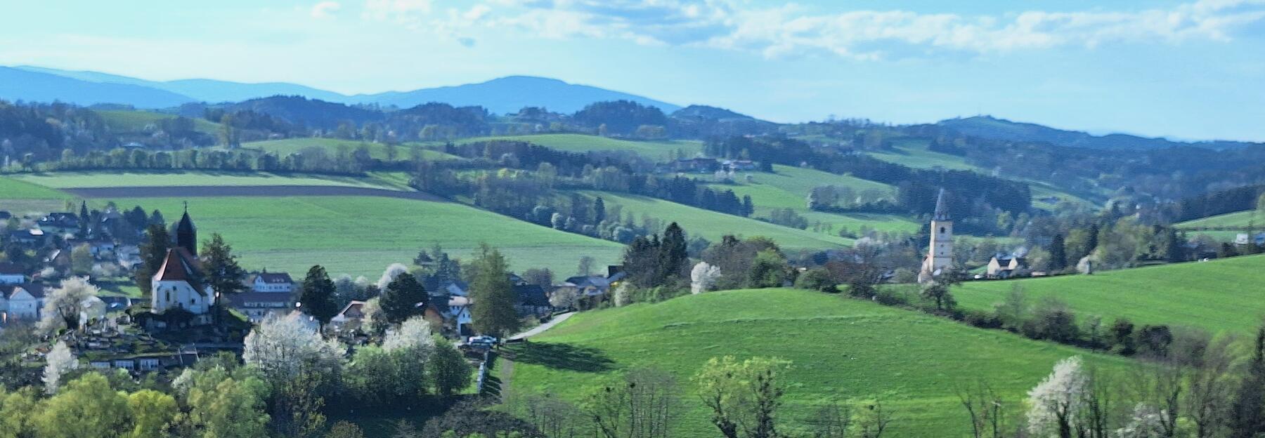 Wiese mit lila Blumen