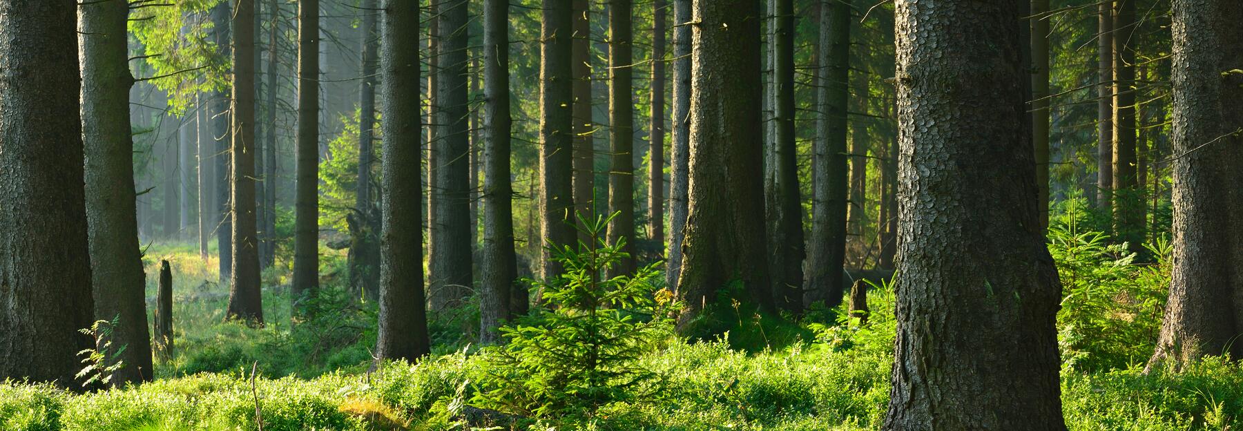 Natürlichen Wald von Fichte Baum im warmen Licht der aufgehenden Sonne