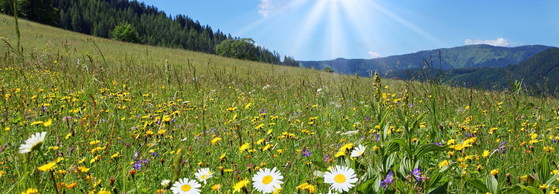 Blumenwiese mit Sonne im Hintergrund