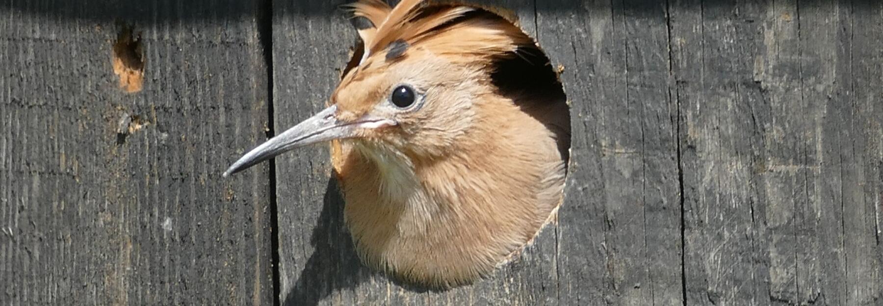 © Christian Rosker Wiedehopf