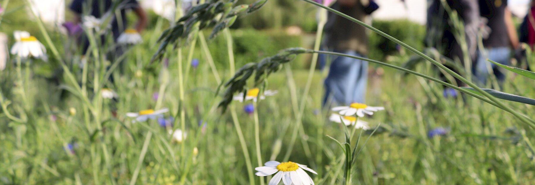 Blühpflanzen für Insekten