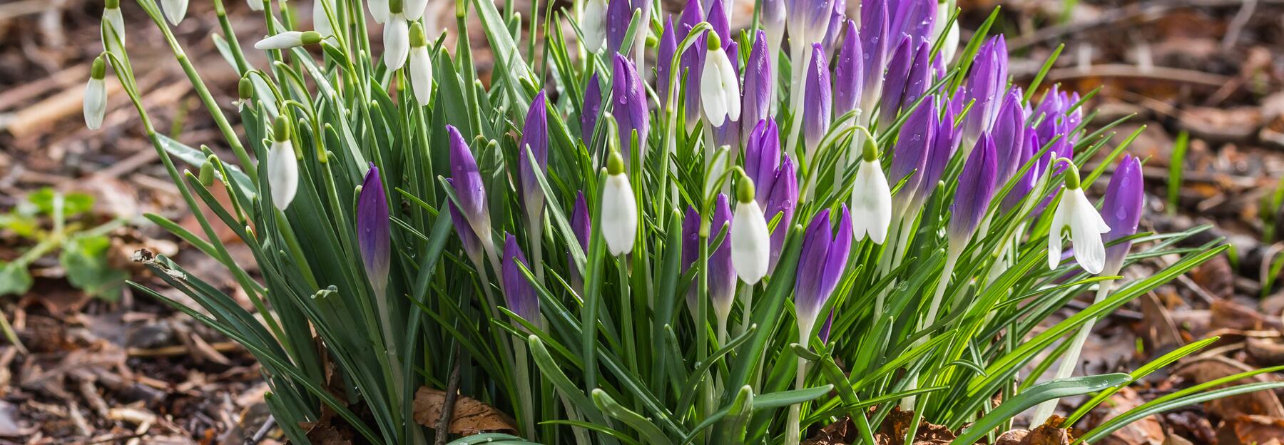 Schneeglöckchen (Galanthus nivalis)