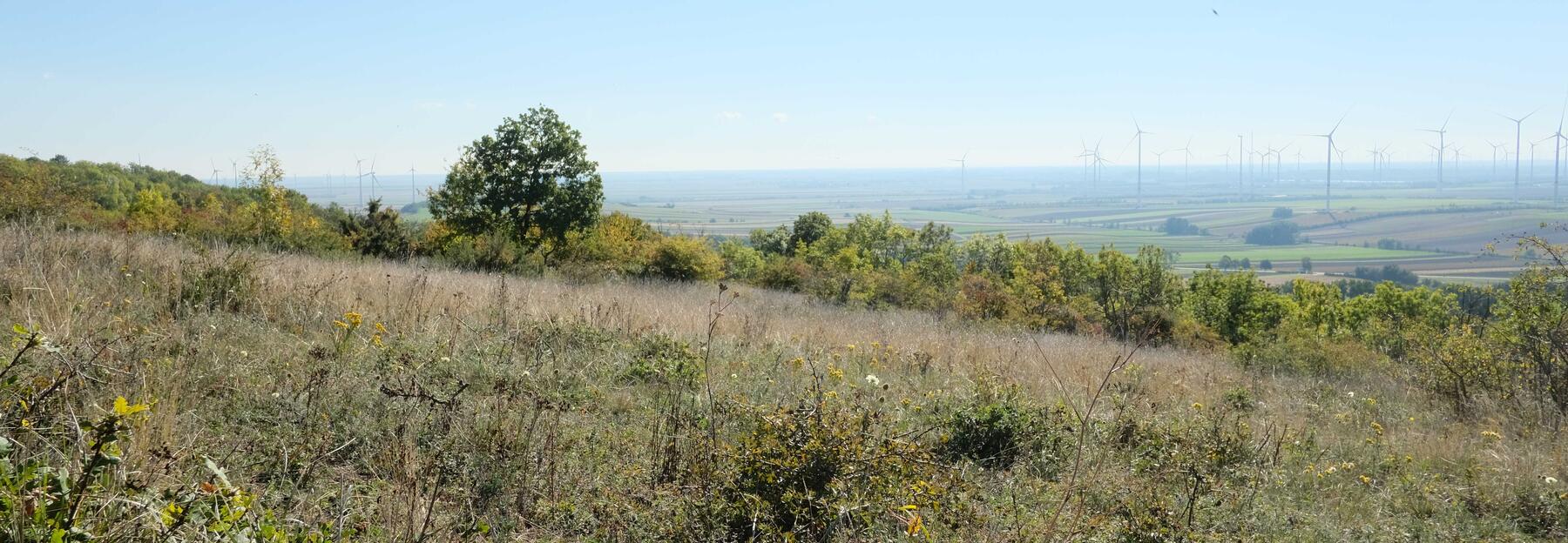 verbuschte Trockenrasen 