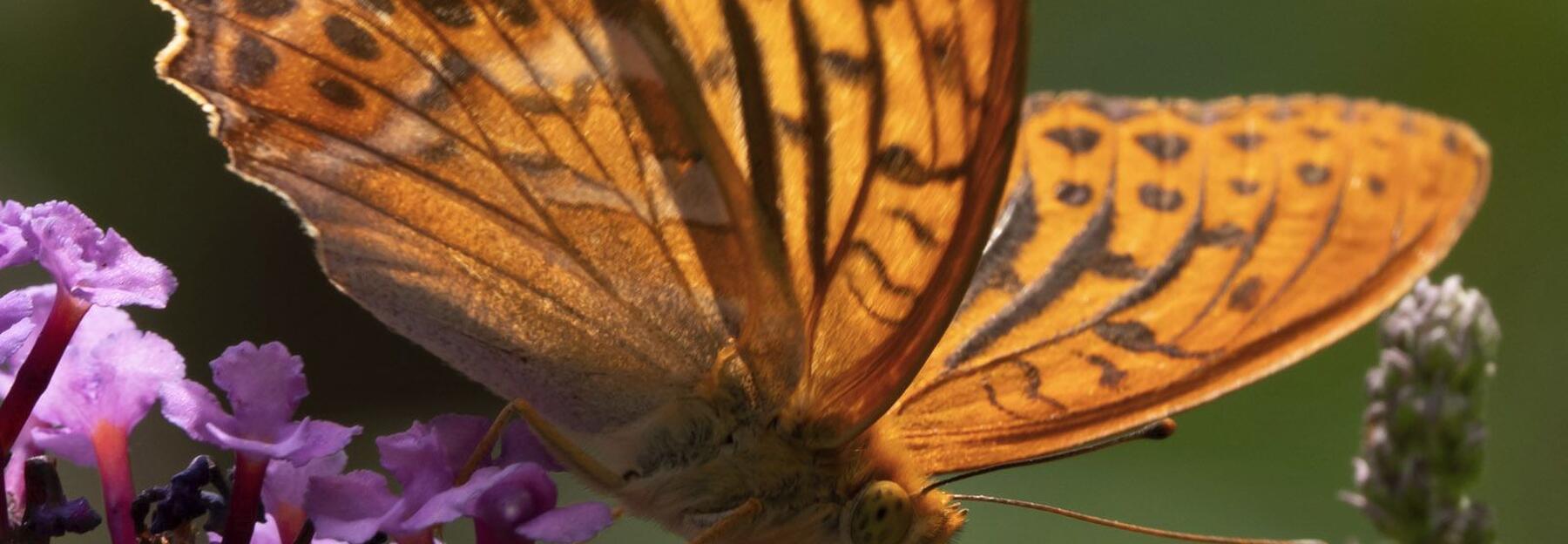 Kaisermantel (Argynnis paphia)
