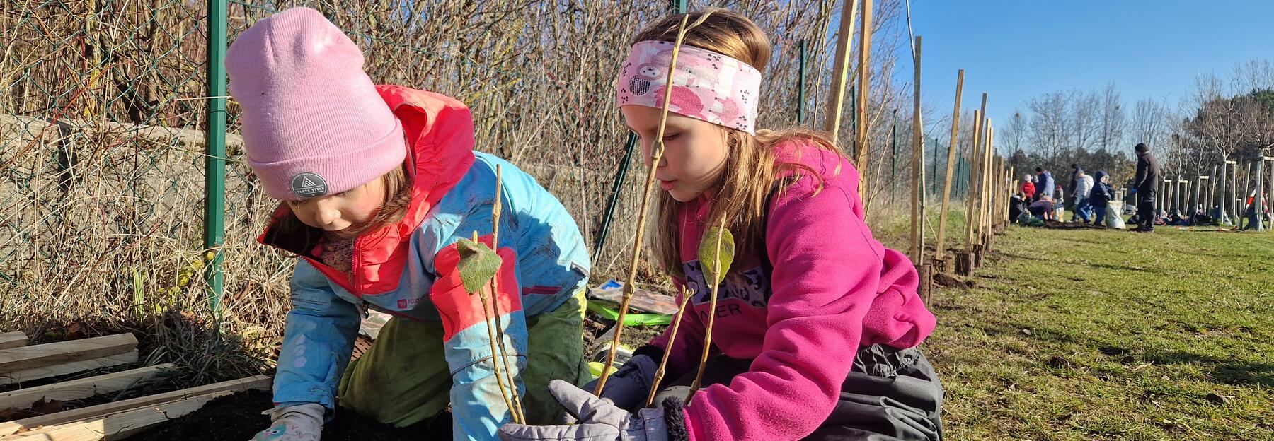 Heckenpflanzung im November 2025