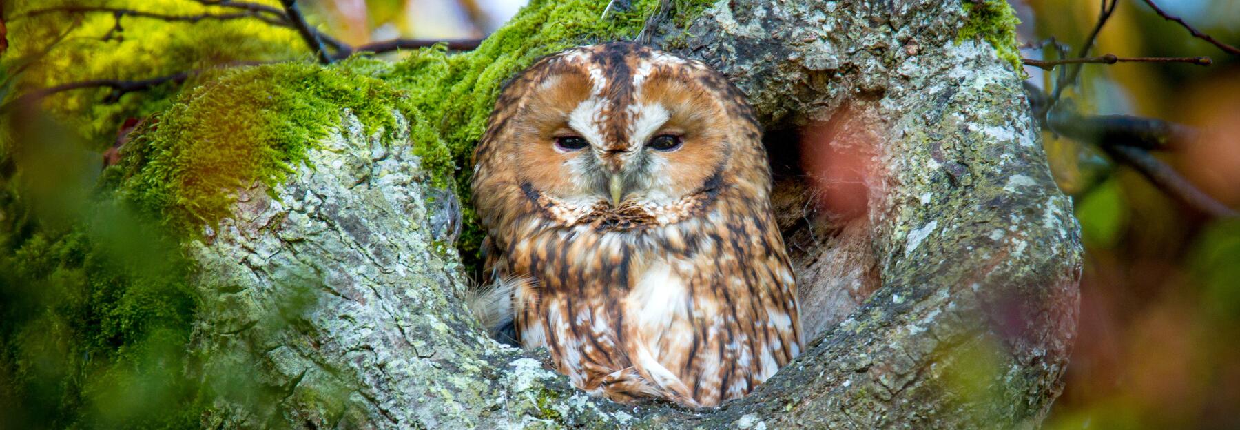 Waldkauz im Portrait