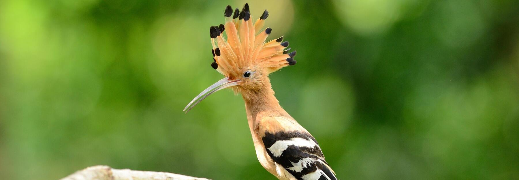 Wiedehopf auf einem Ast