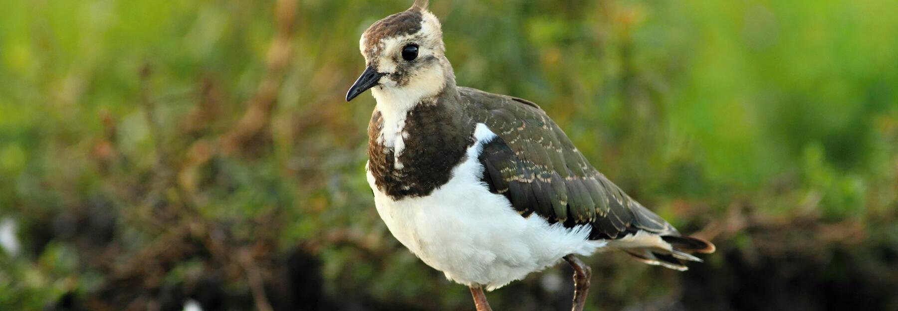 Kiebitz beim Gewässer