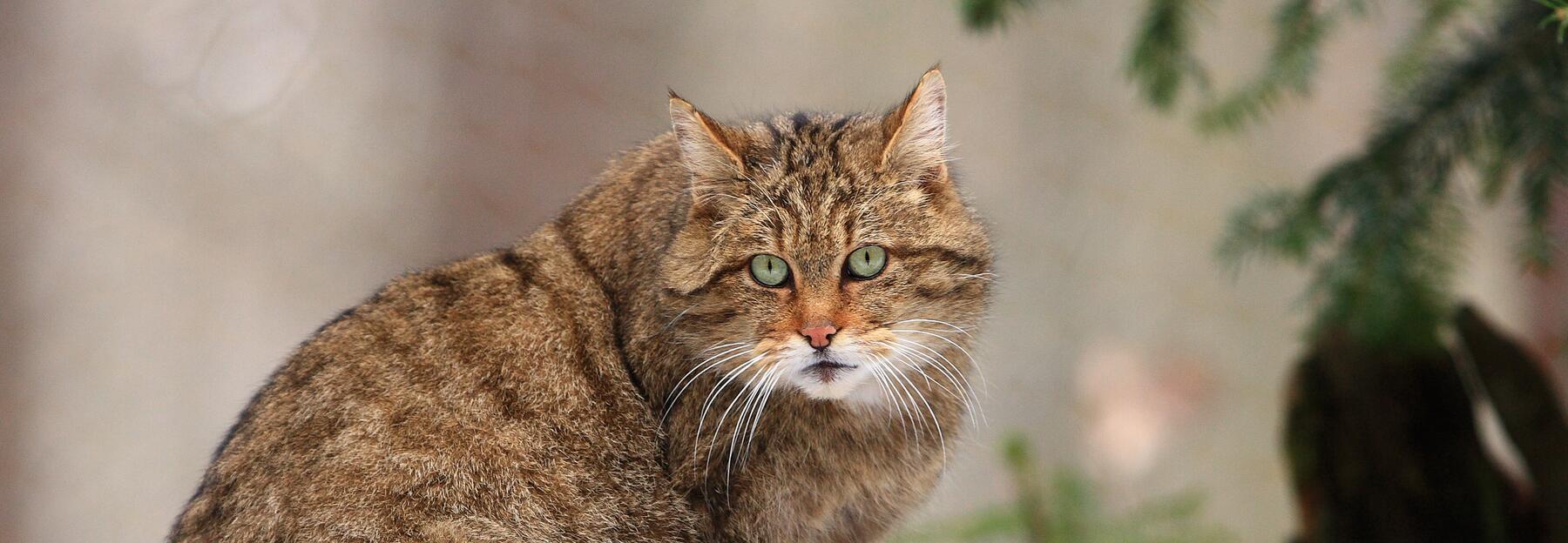 Wildkatze auf einem Ast