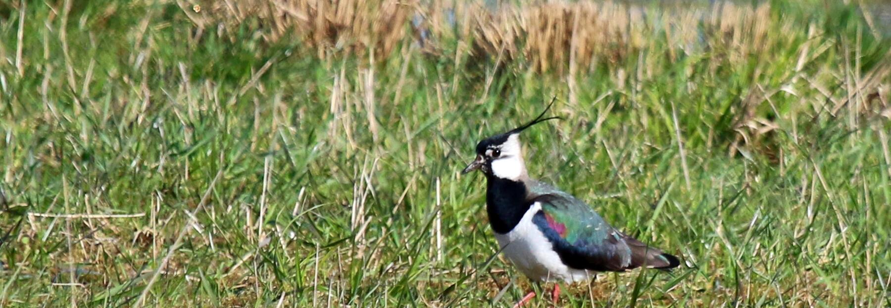 Kiebitz auf einer Wiese