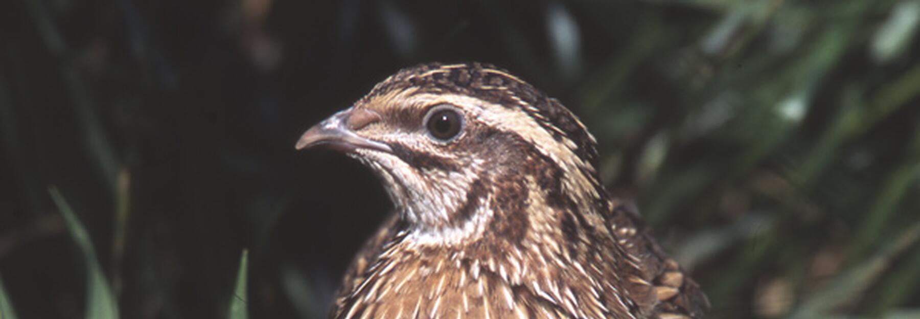 Wachtel (Coturnix coturnix)