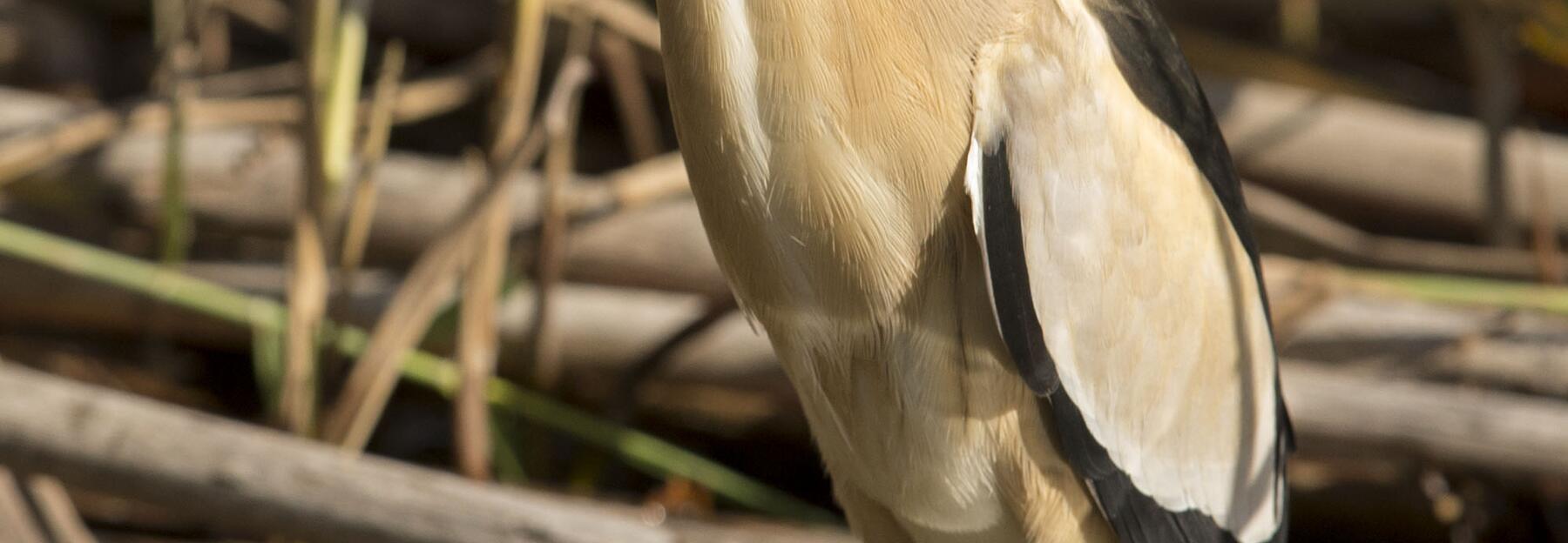 Zwergdommel auf einem kleinen Stamm