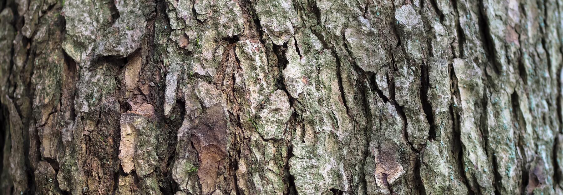 Weisstanne (Abies alba)