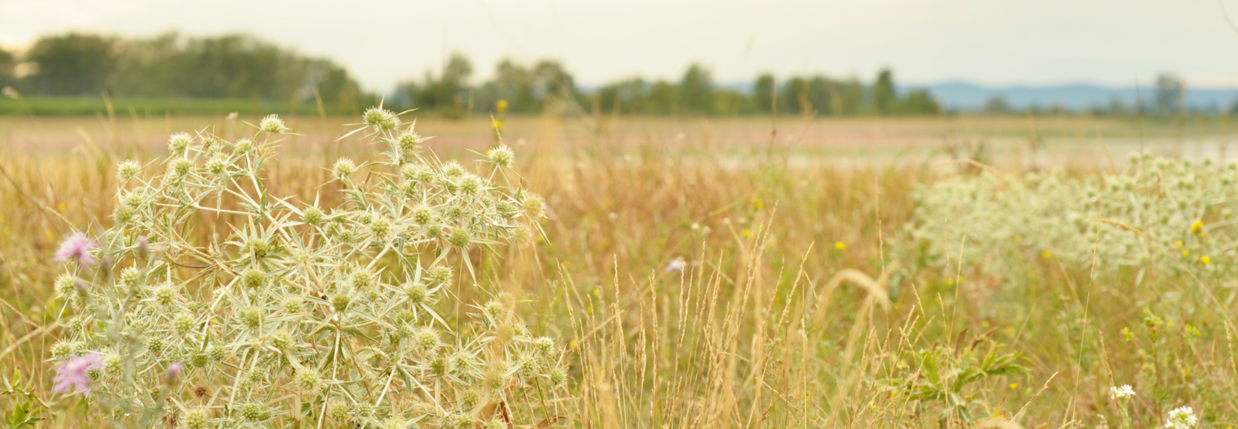 Eryngium campestre im Trockenrasen bei Apetlon