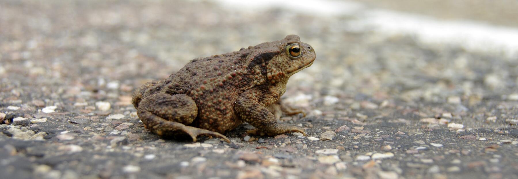 Kröte auf der Straße