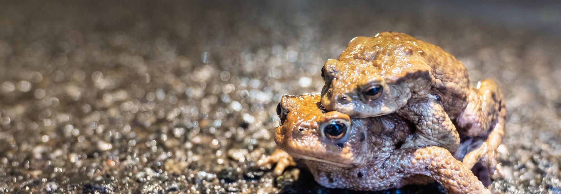 Krötenwanderung im Dunkeln