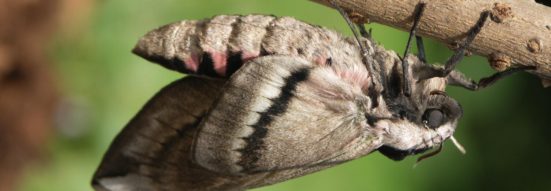 Ligusterschwärmer an einem Ast