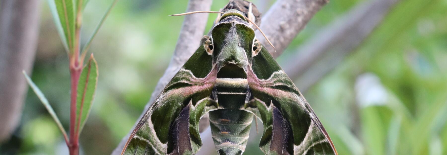 Oleanderschwärmer Schmetterling