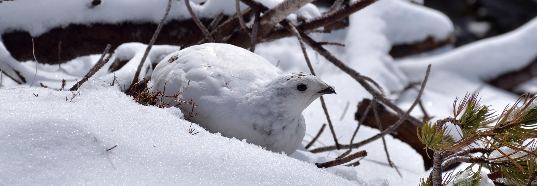 Weißes Tier im Schnee