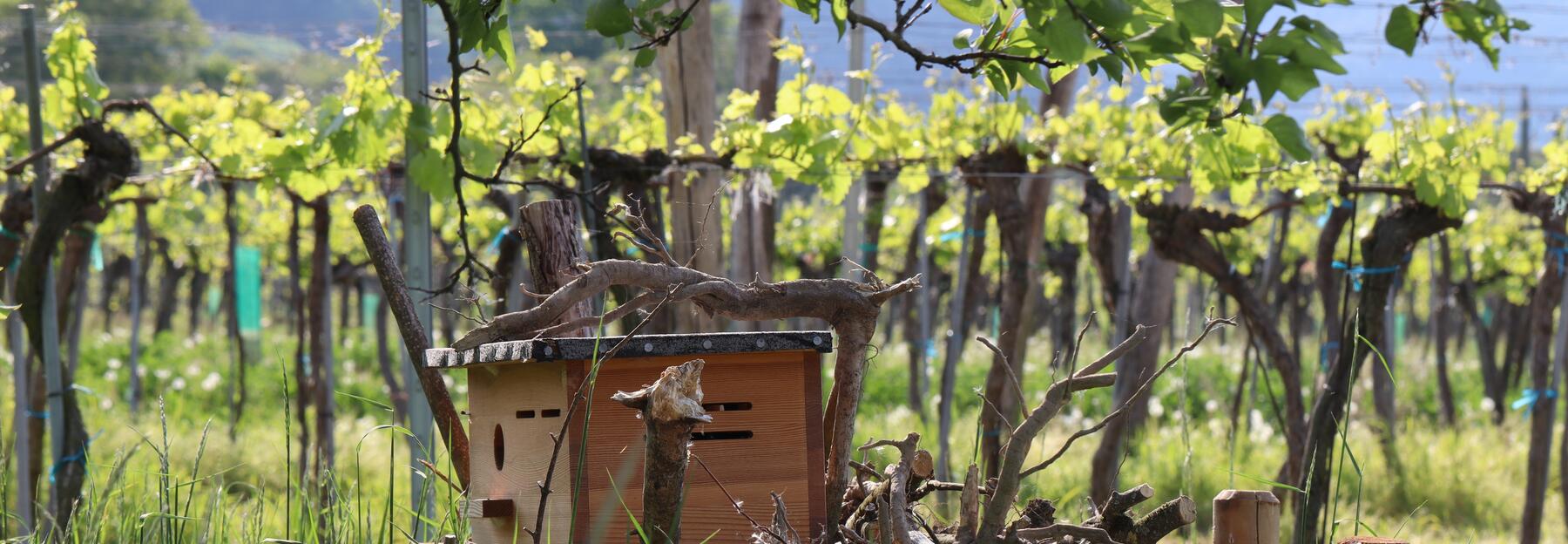 Wiedehopfnistkasten auf Totholzhaufen am Rand einer Streuobstwiese