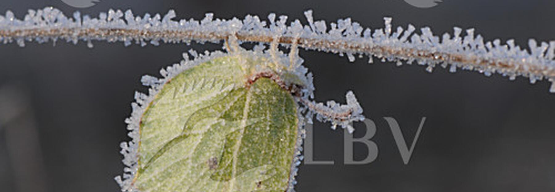 Zitronenfalter im Eis