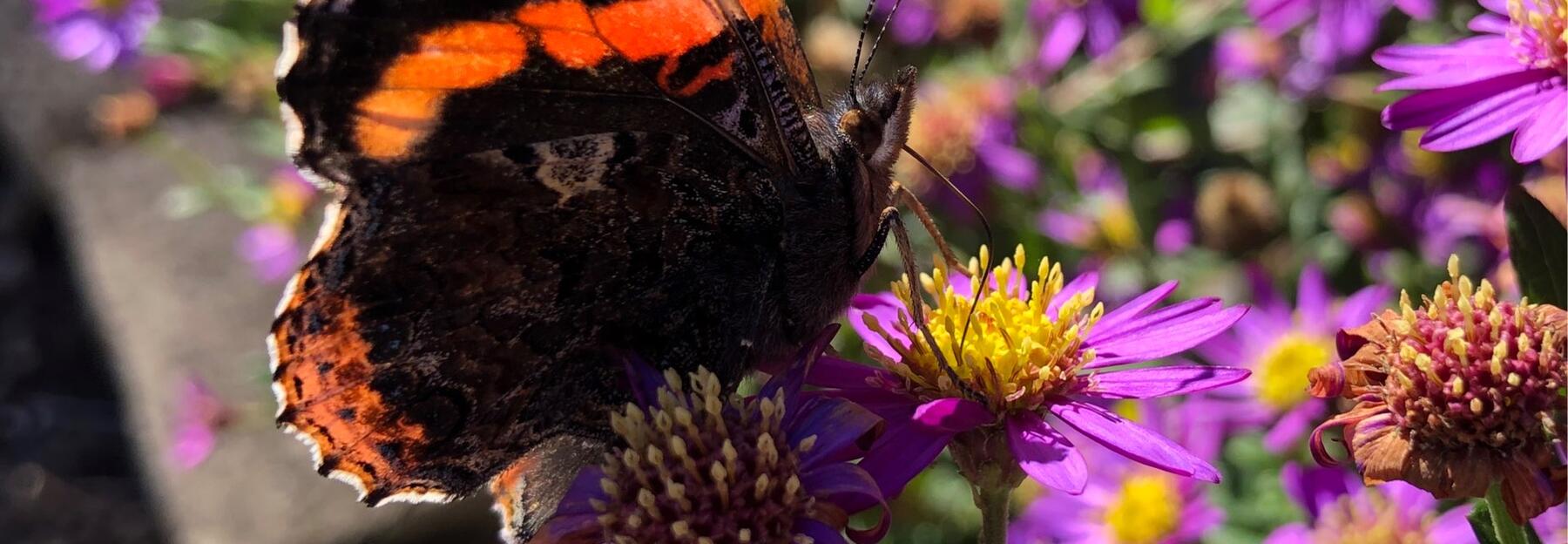 Schmetterlingsreport Admiral