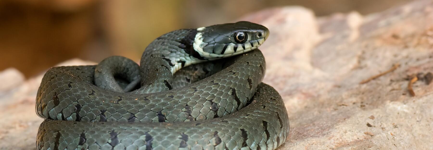 Ringelnatter beim Sonnenbaden