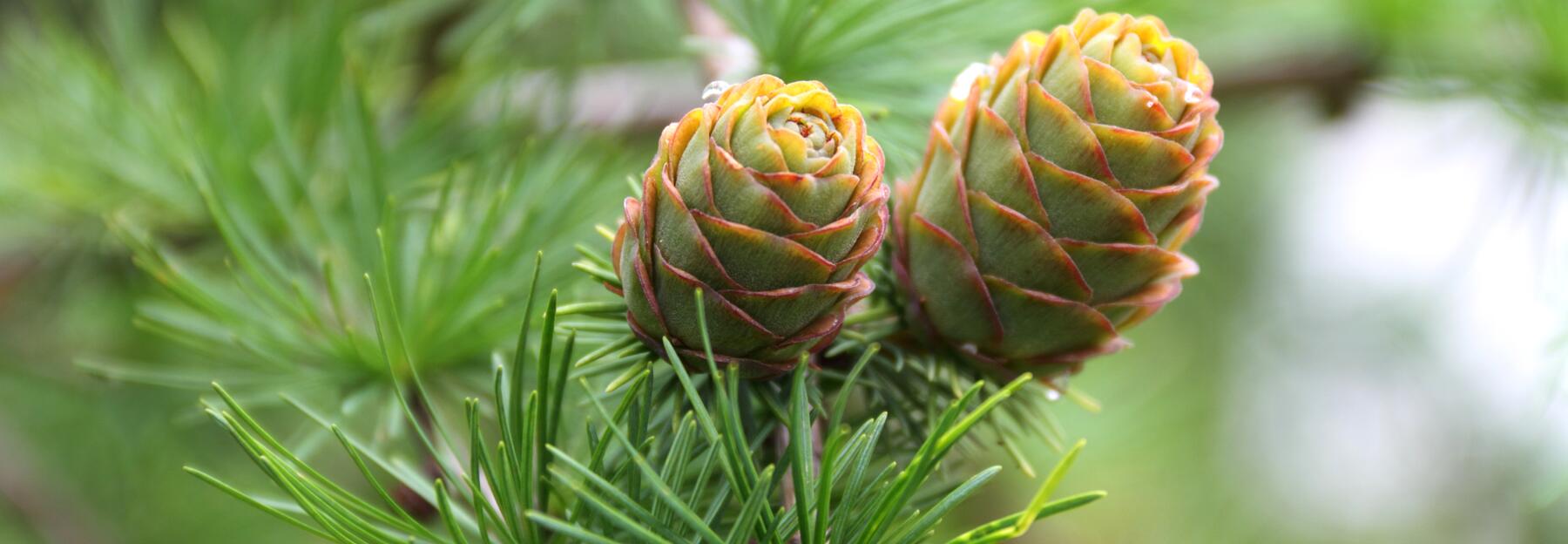 Lärche mit zwei großen Tannenzapfen