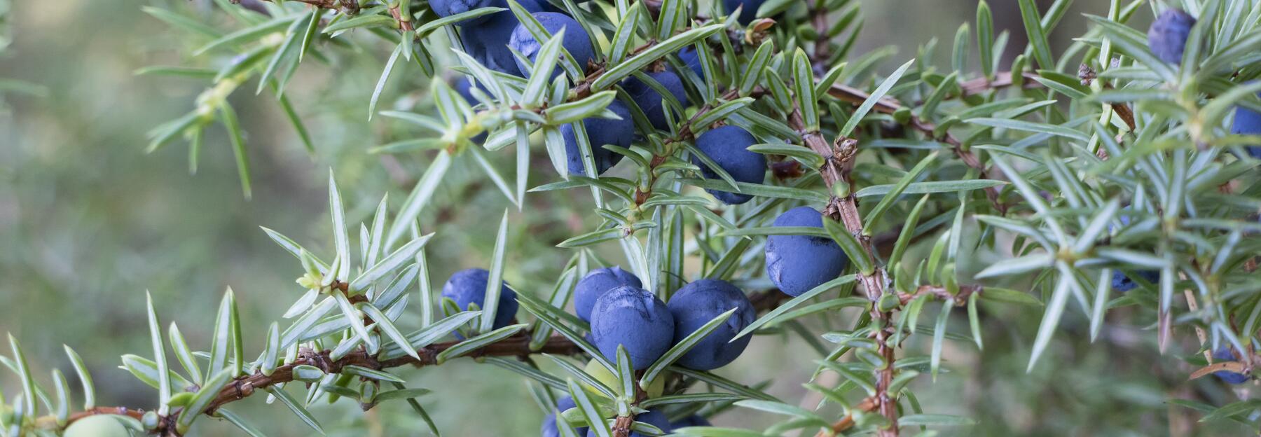 Wacholderbeeren 