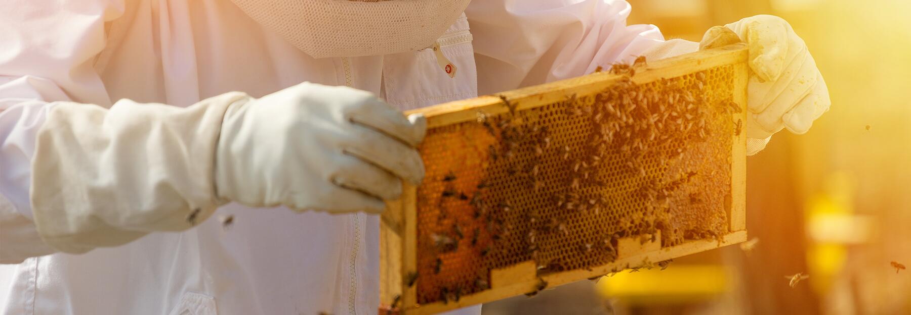 Imker hält Honigwabe und Bienenwachs