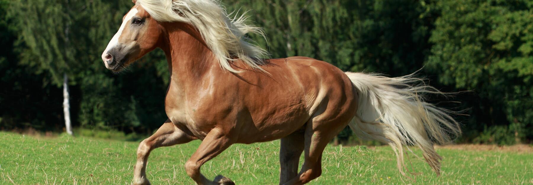 Haflinger im Galopp über eine Wiese