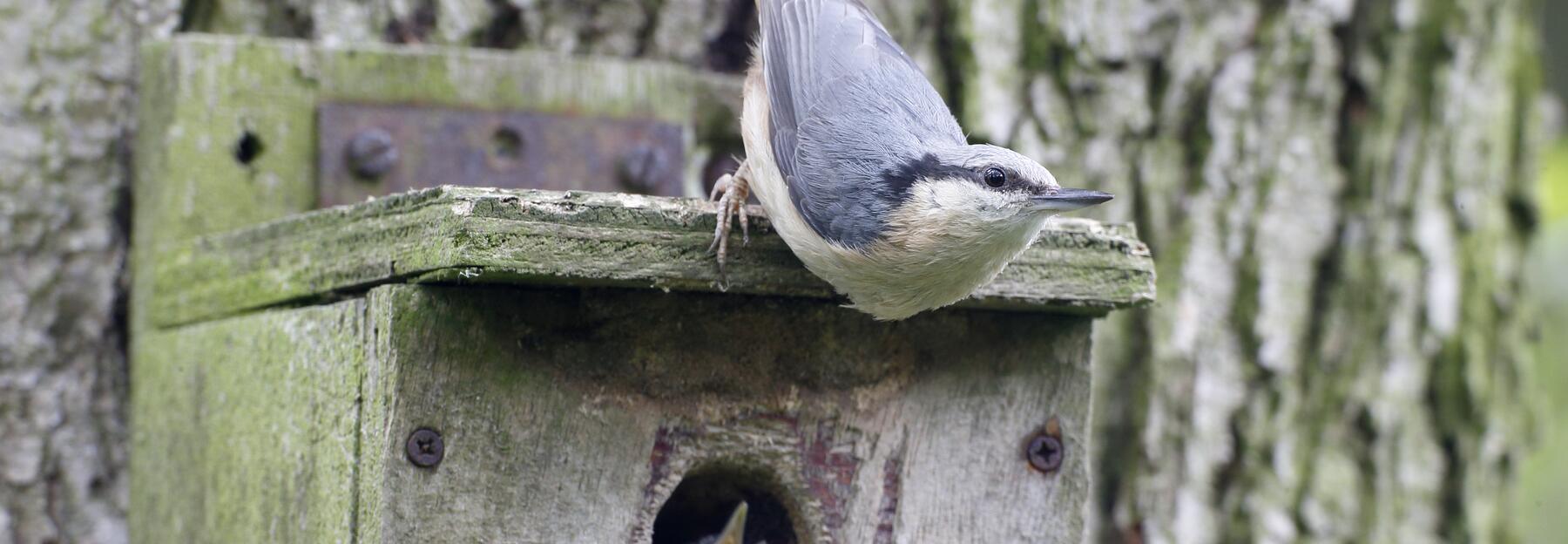 Kleiber auf einem Vogelhaus