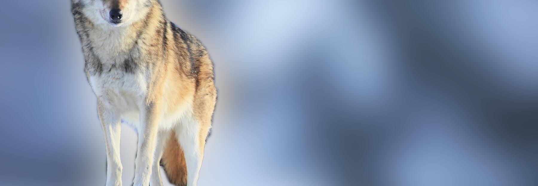 Wolf auf einem Stein