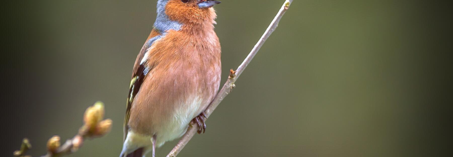 Bergfink auf einem Ast
