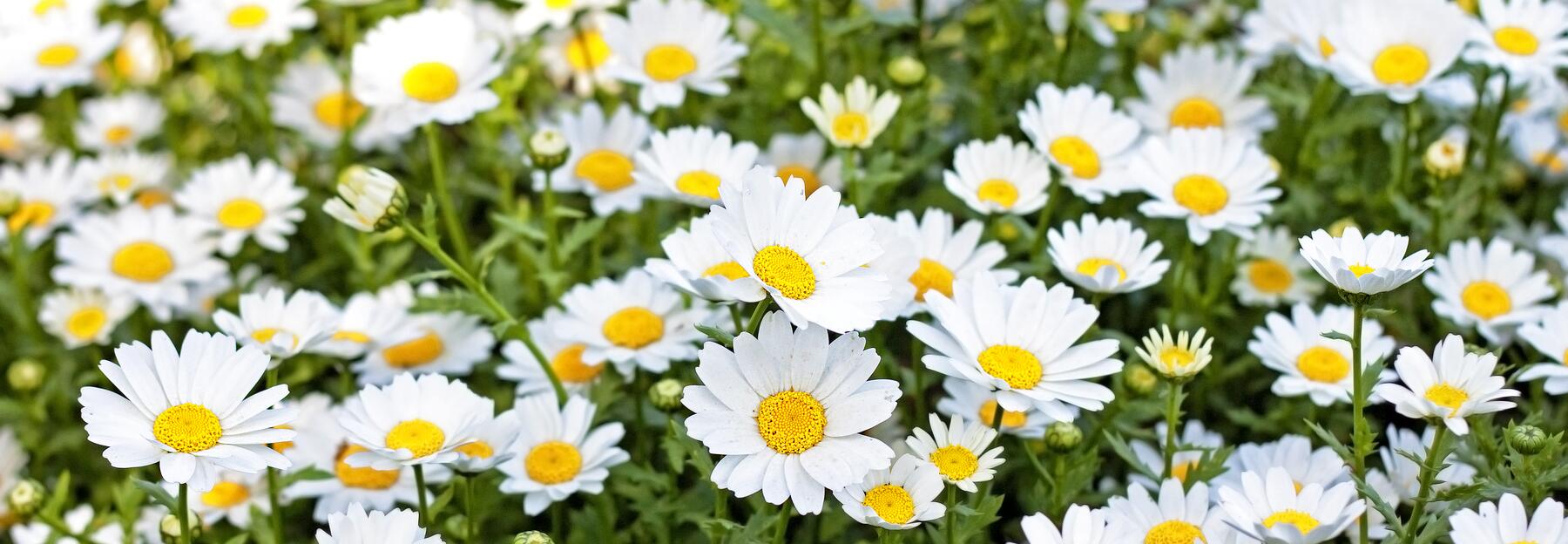 Viele Gänseblümchen